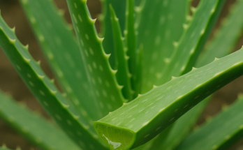 an aloe plant with a freshly cut leaf oozing gel
