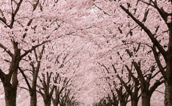 Holidays: A Time for Rest, Renewal, and Cultural Celebration
