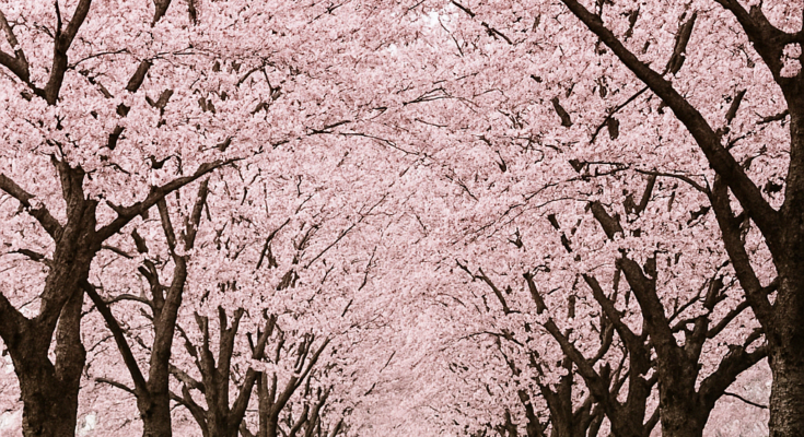 Holidays: A Time for Rest, Renewal, and Cultural Celebration